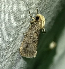 Acrolophus propinqua