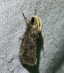 Acrolophus propinqua