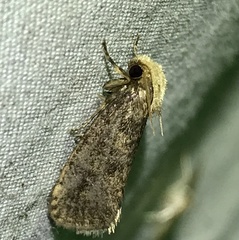 Acrolophus propinqua