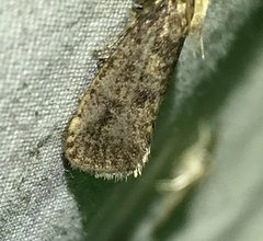 Acrolophus propinqua