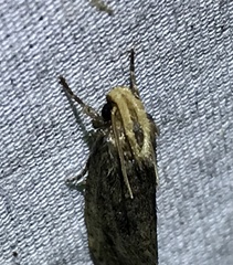 Acrolophus propinqua