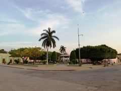 Roystonea borinquena