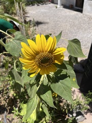 Helianthus annuus