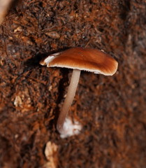 Lentinellus tasmanicus