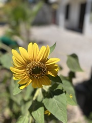 Helianthus annuus