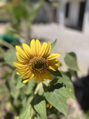 Helianthus annuus