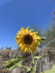 Helianthus annuus
