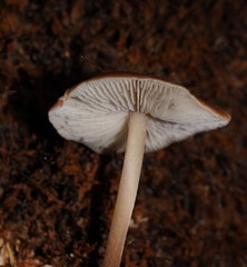 Lentinellus tasmanicus