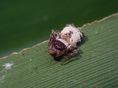 Arkys dilatatus