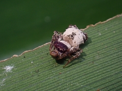 Arkys dilatatus