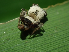 Arkys dilatatus