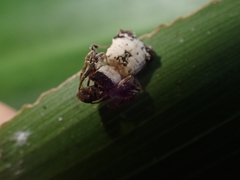 Arkys dilatatus