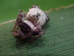 Arkys dilatatus