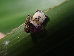 Arkys dilatatus