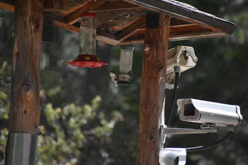 iNaturalist observation photo of White-breasted Nuthatch