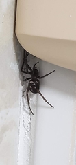Steatoda grossa