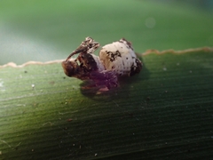 Arkys dilatatus