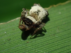 Arkys dilatatus