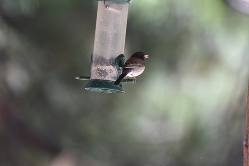 iNaturalist observation photo of Dark-eyed Junco