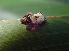 Arkys dilatatus