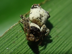 Arkys dilatatus