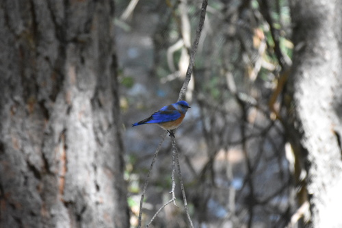 iNaturalist observation photo of Western Bluebird