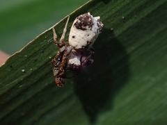 Arkys dilatatus