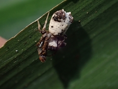Arkys dilatatus
