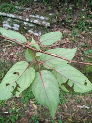 Actinidia latifolia