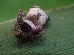 Arkys dilatatus