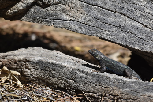 iNaturalist observation photo of Western Fence Lizard