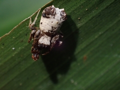Arkys dilatatus