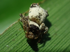 Arkys dilatatus