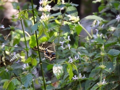 Papilio ophidicephalus