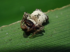 Arkys dilatatus