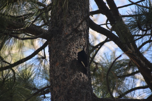 iNaturalist observation photo of White-headed Woodpecker
