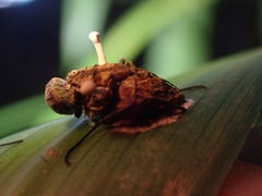 Ophiocordyceps dipterigena