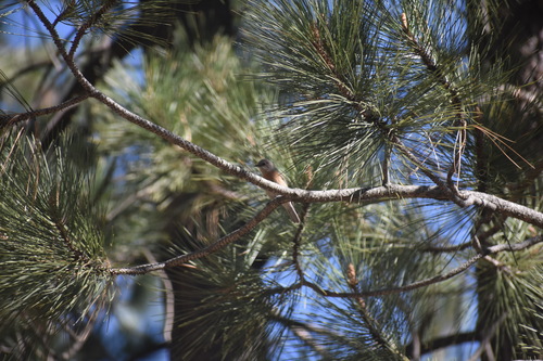 iNaturalist observation photo of Western Bluebird