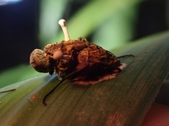 Ophiocordyceps dipterigena