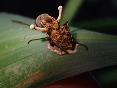 Ophiocordyceps dipterigena