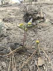 Orochaenactis thysanocarpha