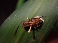 Ophiocordyceps dipterigena