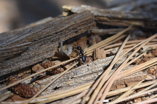 iNaturalist observation photo of Hairy Smooth Carpenter Ant