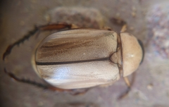 Anomala polita