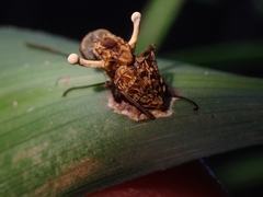 Ophiocordyceps dipterigena