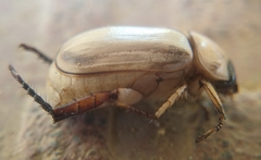 Anomala polita