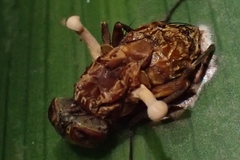 Ophiocordyceps dipterigena