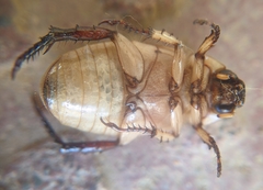 Anomala polita