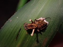 Ophiocordyceps dipterigena