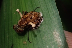 Ophiocordyceps dipterigena